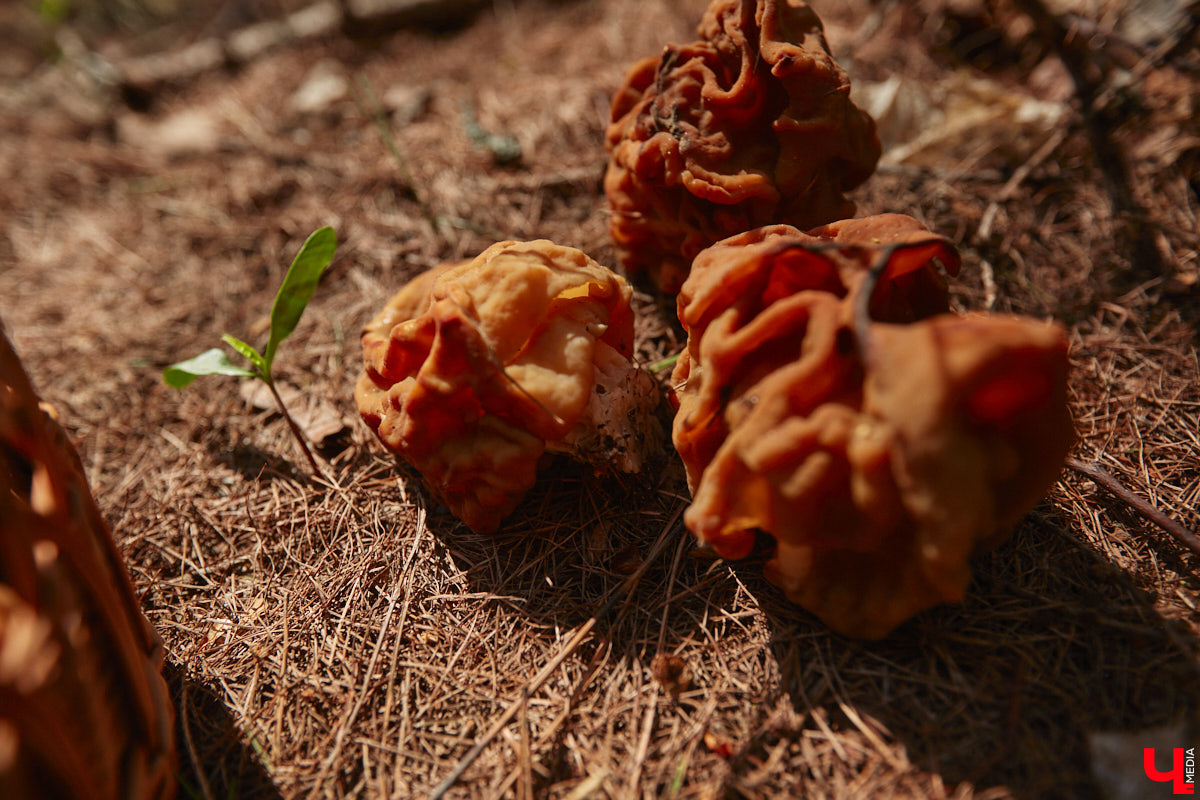 Едва грибники успели достать корзинки и отправиться в лес, как в регионе вновь наступила зима. Однако любители тихой охоты снегу только рады! Влаги в этом году мало, и любые осадки хорошему урожаю точно не помешают. Какими ценными находками владимирцы открыли сезон и где встретили редкое «молодильное яблочко» — узнал «Ключ-Медиа»!