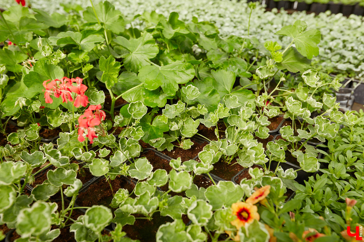 В селе Весь Суздальского района уже более 20 лет работает хозяйство Константина и Екатерины Мазуренко. Профессиональные агрономы начинали свой путь с выращивания картофеля и зерна, но со временем их дело превратилось в известный питомник. За эти годы семейная ферма превратилась в полноценное сельскохозяйственное предприятие, где помимо традиционных культур имеется богатый ассортимент рассады, декоративных растений и кустарников.