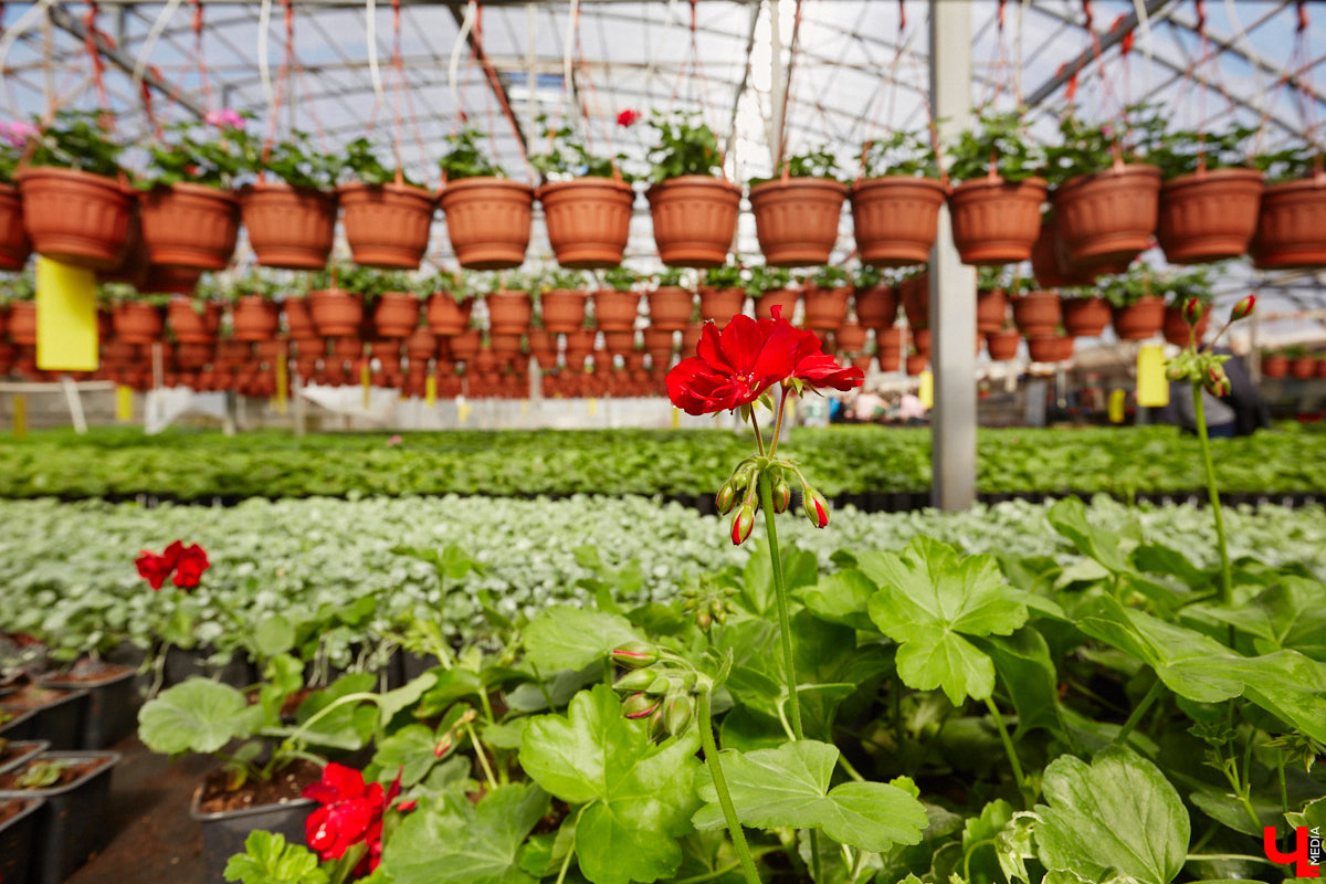 В селе Весь Суздальского района уже более 20 лет работает хозяйство Константина и Екатерины Мазуренко. Профессиональные агрономы начинали свой путь с выращивания картофеля и зерна, но со временем их дело превратилось в известный питомник. За эти годы семейная ферма превратилась в полноценное сельскохозяйственное предприятие, где помимо традиционных культур имеется богатый ассортимент рассады, декоративных растений и кустарников.