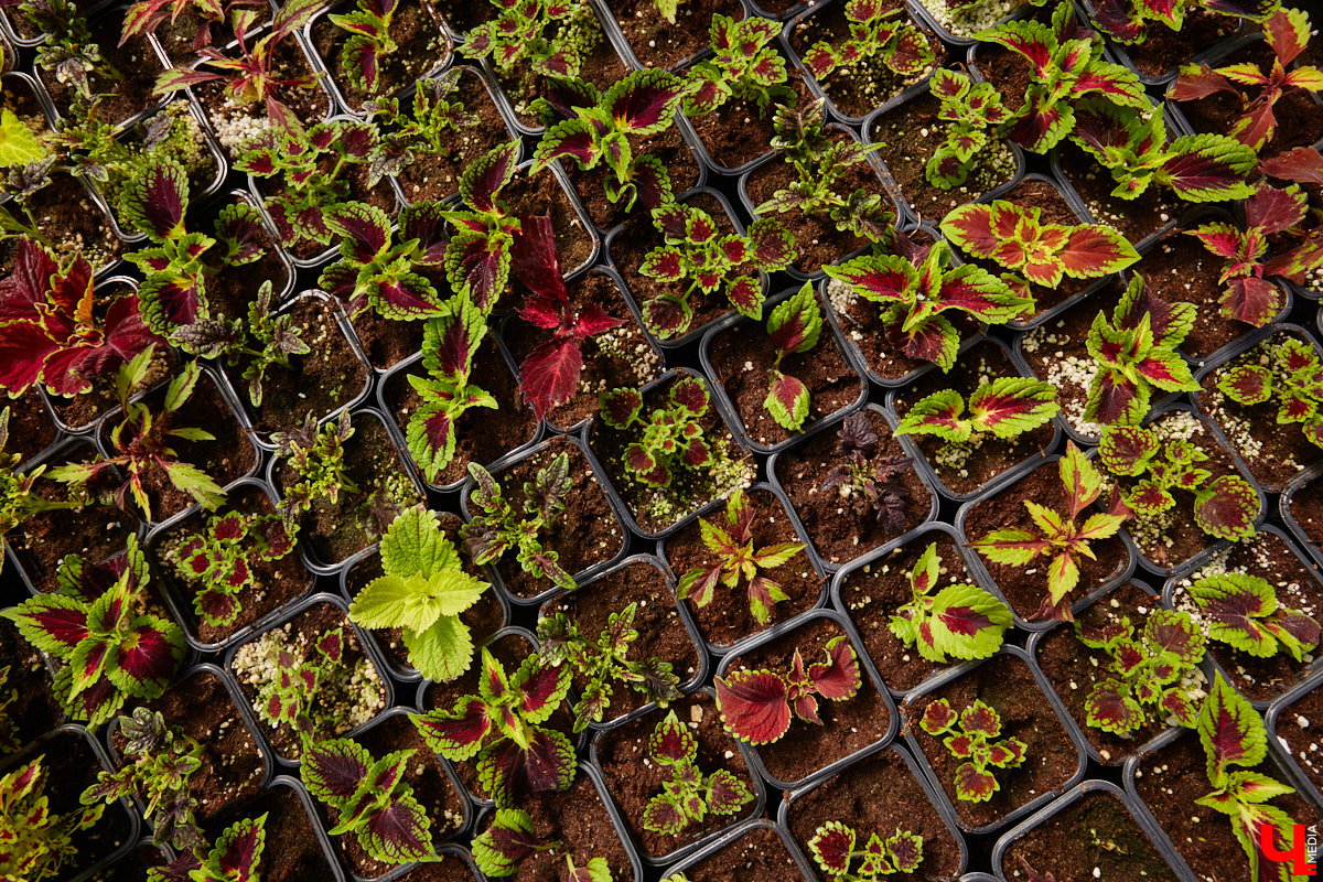 В селе Весь Суздальского района уже более 20 лет работает хозяйство Константина и Екатерины Мазуренко. Профессиональные агрономы начинали свой путь с выращивания картофеля и зерна, но со временем их дело превратилось в известный питомник. За эти годы семейная ферма превратилась в полноценное сельскохозяйственное предприятие, где помимо традиционных культур имеется богатый ассортимент рассады, декоративных растений и кустарников.