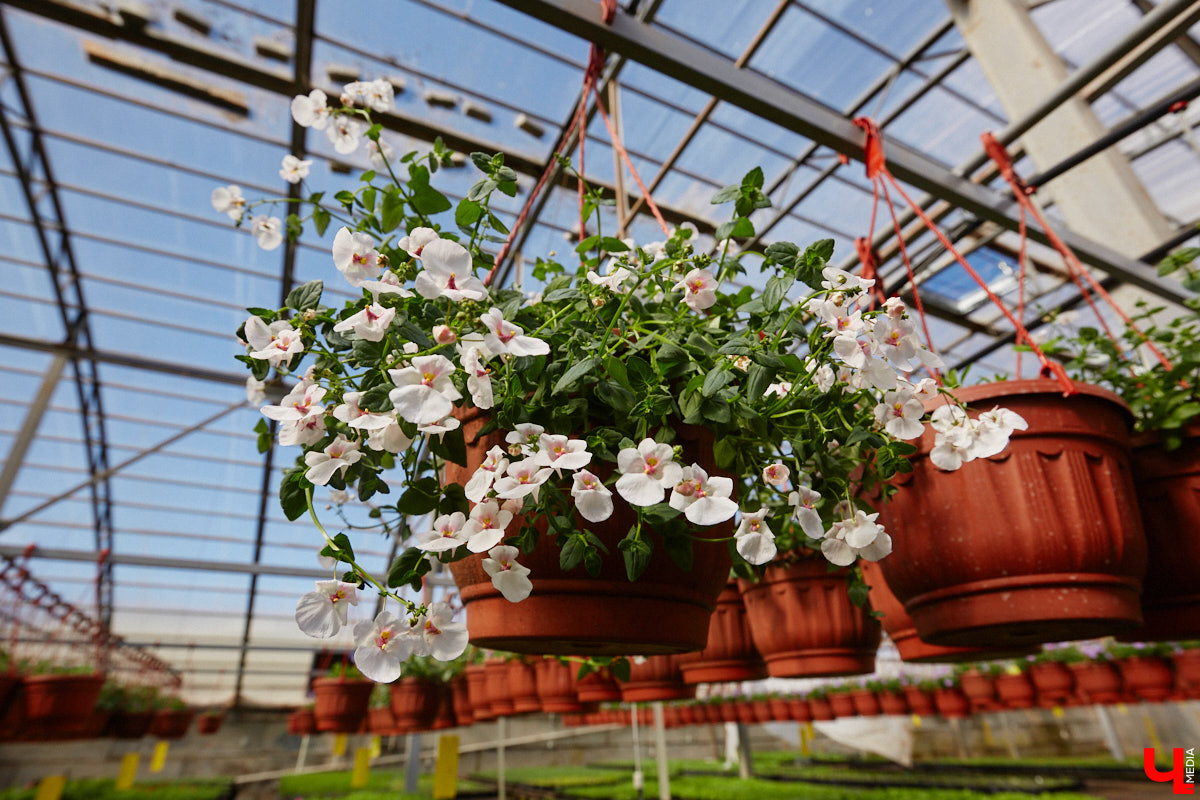 В селе Весь Суздальского района уже более 20 лет работает хозяйство Константина и Екатерины Мазуренко. Профессиональные агрономы начинали свой путь с выращивания картофеля и зерна, но со временем их дело превратилось в известный питомник. За эти годы семейная ферма превратилась в полноценное сельскохозяйственное предприятие, где помимо традиционных культур имеется богатый ассортимент рассады, декоративных растений и кустарников.