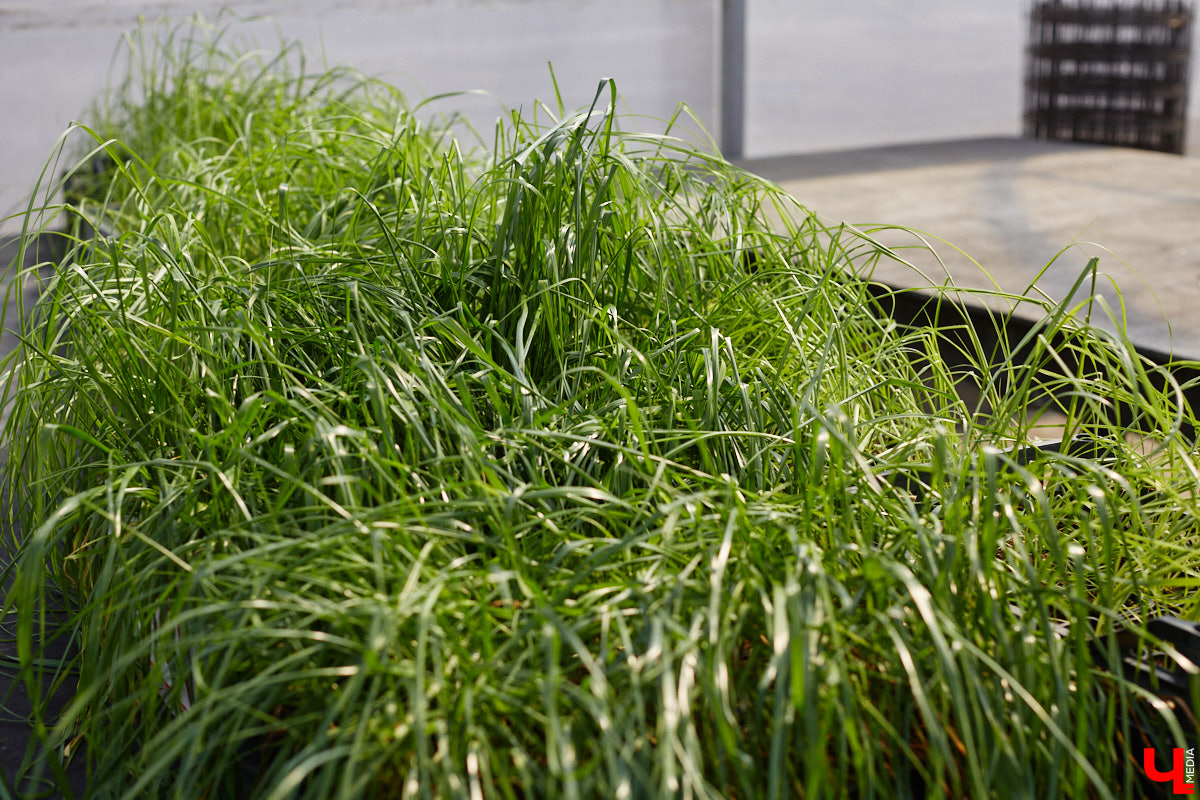 В селе Весь Суздальского района уже более 20 лет работает хозяйство Константина и Екатерины Мазуренко. Профессиональные агрономы начинали свой путь с выращивания картофеля и зерна, но со временем их дело превратилось в известный питомник. За эти годы семейная ферма превратилась в полноценное сельскохозяйственное предприятие, где помимо традиционных культур имеется богатый ассортимент рассады, декоративных растений и кустарников.