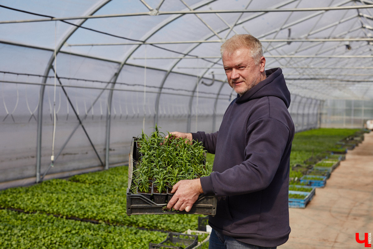 В селе Весь Суздальского района уже более 20 лет работает хозяйство Константина и Екатерины Мазуренко. Профессиональные агрономы начинали свой путь с выращивания картофеля и зерна, но со временем их дело превратилось в известный питомник. За эти годы семейная ферма превратилась в полноценное сельскохозяйственное предприятие, где помимо традиционных культур имеется богатый ассортимент рассады, декоративных растений и кустарников.