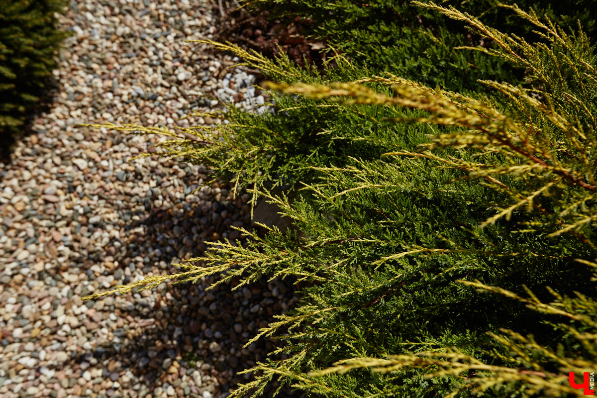 В селе Весь Суздальского района уже более 20 лет работает хозяйство Константина и Екатерины Мазуренко. Профессиональные агрономы начинали свой путь с выращивания картофеля и зерна, но со временем их дело превратилось в известный питомник. За эти годы семейная ферма превратилась в полноценное сельскохозяйственное предприятие, где помимо традиционных культур имеется богатый ассортимент рассады, декоративных растений и кустарников.