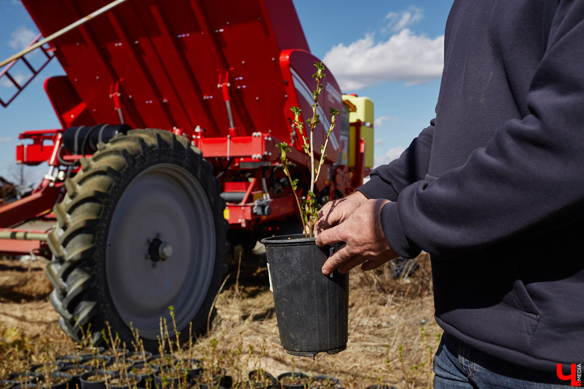 В селе Весь Суздальского района уже более 20 лет работает хозяйство Константина и Екатерины Мазуренко. Профессиональные агрономы начинали свой путь с выращивания картофеля и зерна, но со временем их дело превратилось в известный питомник. За эти годы семейная ферма превратилась в полноценное сельскохозяйственное предприятие, где помимо традиционных культур имеется богатый ассортимент рассады, декоративных растений и кустарников.