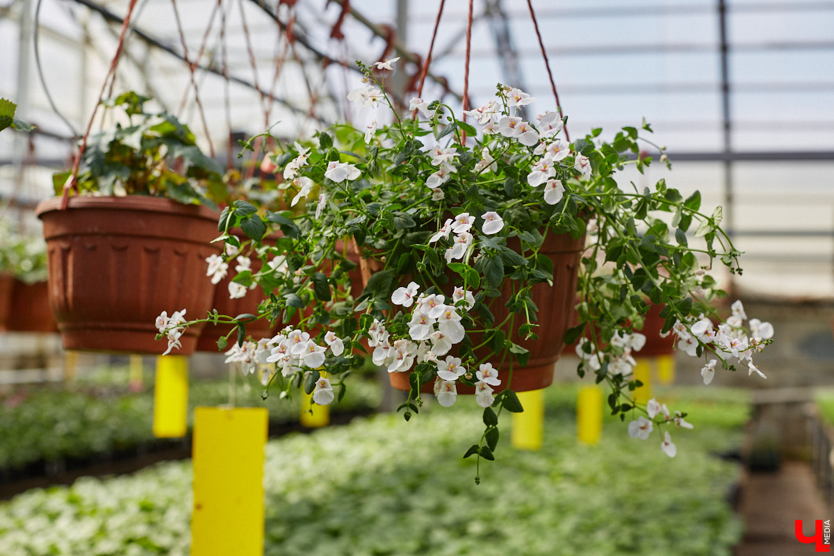 В селе Весь Суздальского района уже более 20 лет работает хозяйство Константина и Екатерины Мазуренко. Профессиональные агрономы начинали свой путь с выращивания картофеля и зерна, но со временем их дело превратилось в известный питомник. За эти годы семейная ферма превратилась в полноценное сельскохозяйственное предприятие, где помимо традиционных культур имеется богатый ассортимент рассады, декоративных растений и кустарников.