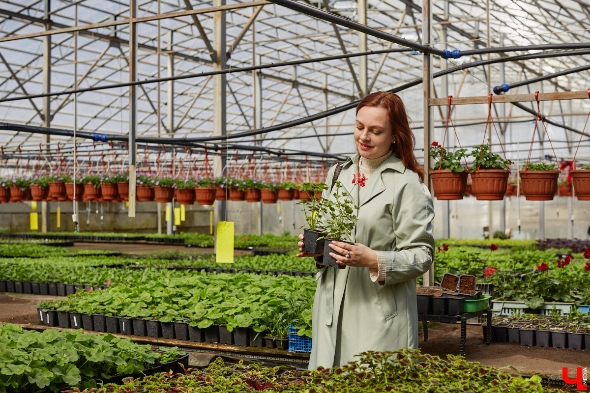 В селе Весь Суздальского района уже более 20 лет работает хозяйство Константина и Екатерины Мазуренко. Профессиональные агрономы начинали свой путь с выращивания картофеля и зерна, но со временем их дело превратилось в известный питомник. За эти годы семейная ферма превратилась в полноценное сельскохозяйственное предприятие, где помимо традиционных культур имеется богатый ассортимент рассады, декоративных растений и кустарников.