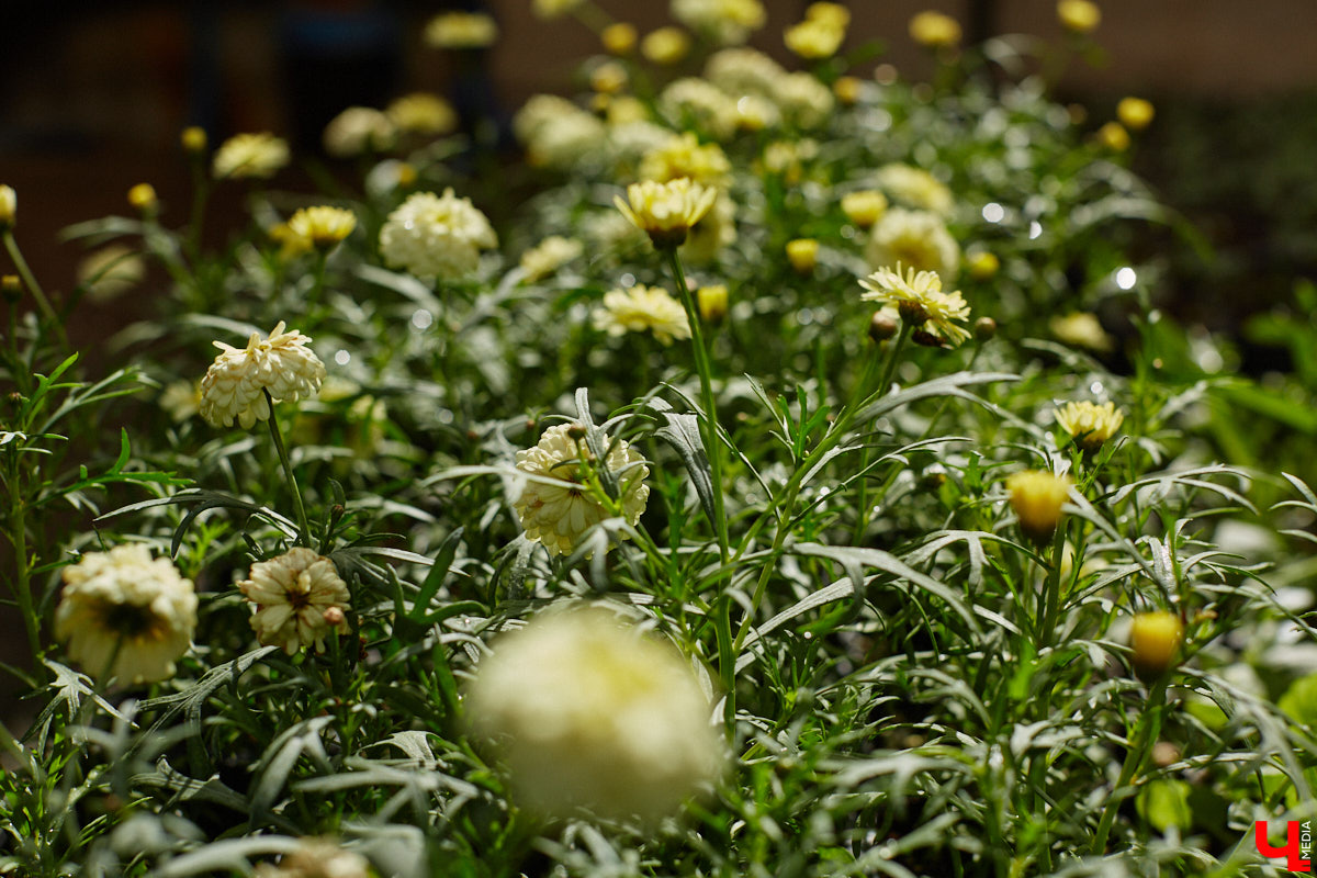 В селе Весь Суздальского района уже более 20 лет работает хозяйство Константина и Екатерины Мазуренко. Профессиональные агрономы начинали свой путь с выращивания картофеля и зерна, но со временем их дело превратилось в известный питомник. За эти годы семейная ферма превратилась в полноценное сельскохозяйственное предприятие, где помимо традиционных культур имеется богатый ассортимент рассады, декоративных растений и кустарников.