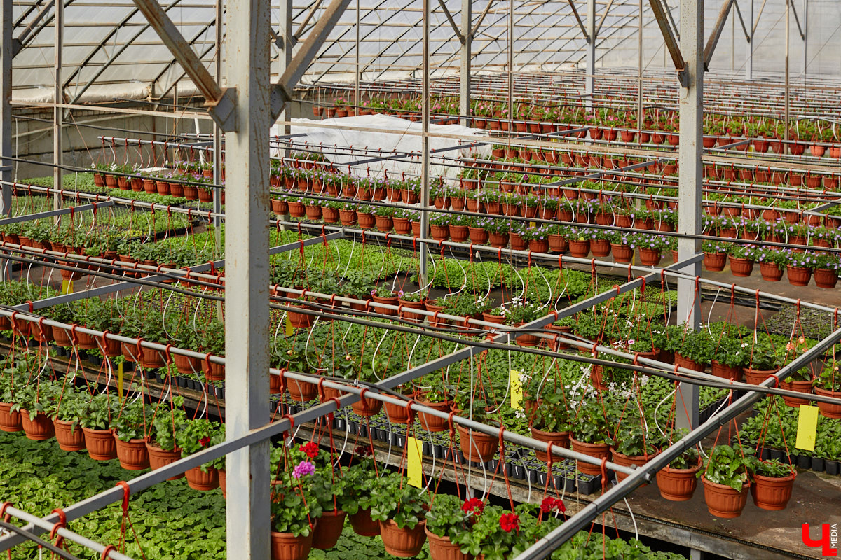 В селе Весь Суздальского района уже более 20 лет работает хозяйство Константина и Екатерины Мазуренко. Профессиональные агрономы начинали свой путь с выращивания картофеля и зерна, но со временем их дело превратилось в известный питомник. За эти годы семейная ферма превратилась в полноценное сельскохозяйственное предприятие, где помимо традиционных культур имеется богатый ассортимент рассады, декоративных растений и кустарников.