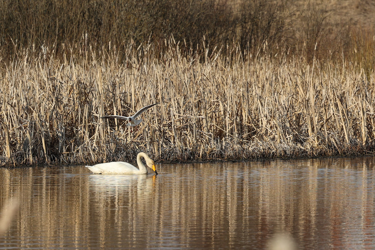В парке Пушкина во Владимире вновь поселилась кряква. Птица традиционно свила гнездо в дупле вековой липы и, скорее всего, выводит потомство. Главное — ее не спугнуть! В то же время неподалеку от Суздаля фотографам удалось запечатлеть аистов, поселившихся на водонапорной башне, а в самом городе-музее — краснокнижного лебедя-кликуна на Ильинском лугу.