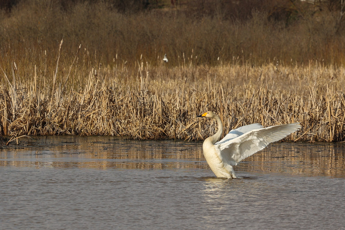 В парке Пушкина во Владимире вновь поселилась кряква. Птица традиционно свила гнездо в дупле вековой липы и, скорее всего, выводит потомство. Главное — ее не спугнуть! В то же время неподалеку от Суздаля фотографам удалось запечатлеть аистов, поселившихся на водонапорной башне, а в самом городе-музее — краснокнижного лебедя-кликуна на Ильинском лугу.