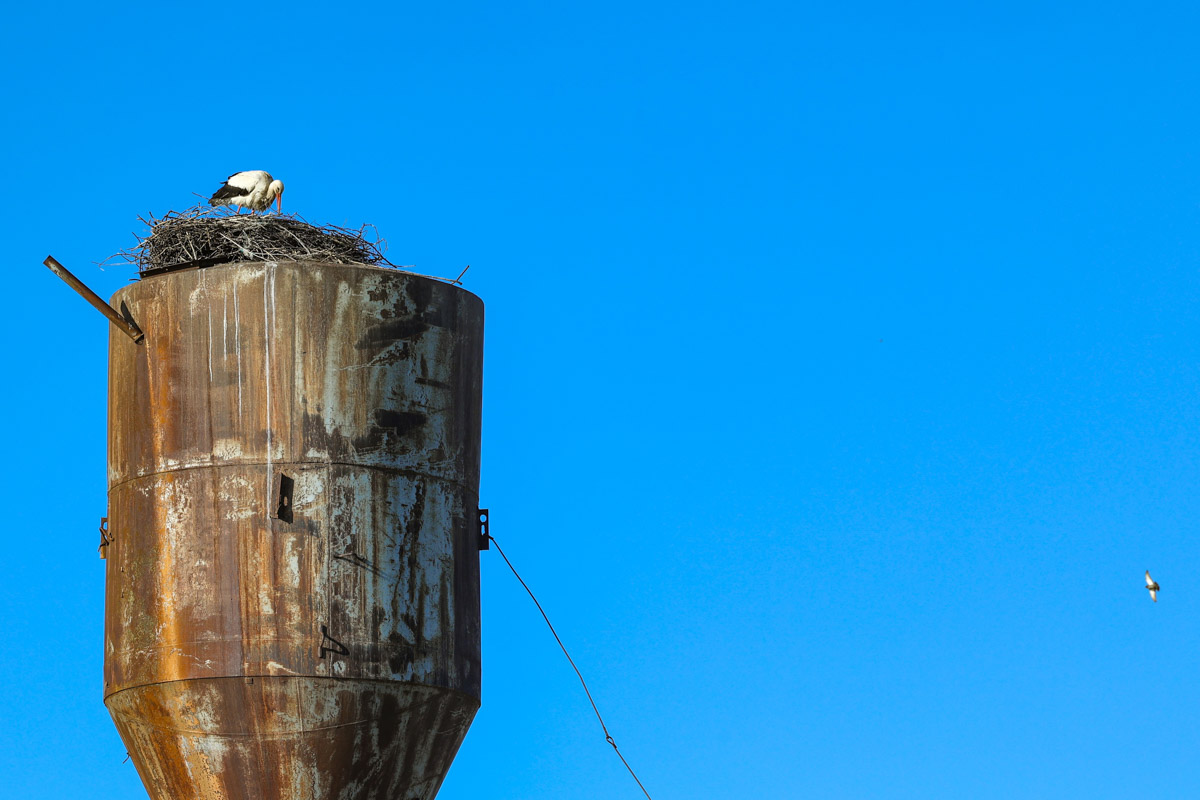 В парке Пушкина во Владимире вновь поселилась кряква. Птица традиционно свила гнездо в дупле вековой липы и, скорее всего, выводит потомство. Главное — ее не спугнуть! В то же время неподалеку от Суздаля фотографам удалось запечатлеть аистов, поселившихся на водонапорной башне, а в самом городе-музее — краснокнижного лебедя-кликуна на Ильинском лугу.