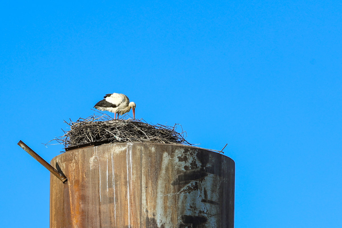 В парке Пушкина во Владимире вновь поселилась кряква. Птица традиционно свила гнездо в дупле вековой липы и, скорее всего, выводит потомство. Главное — ее не спугнуть! В то же время неподалеку от Суздаля фотографам удалось запечатлеть аистов, поселившихся на водонапорной башне, а в самом городе-музее — краснокнижного лебедя-кликуна на Ильинском лугу.