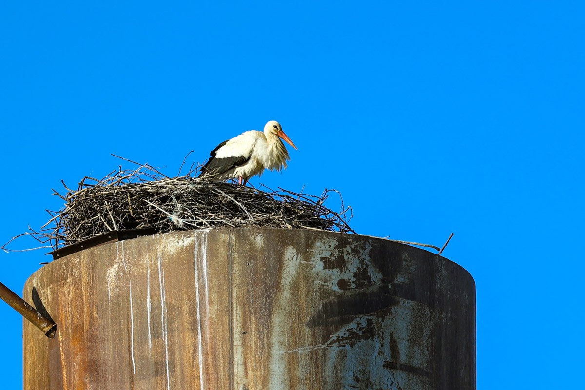 В парке Пушкина во Владимире вновь поселилась кряква. Птица традиционно свила гнездо в дупле вековой липы и, скорее всего, выводит потомство. Главное — ее не спугнуть! В то же время неподалеку от Суздаля фотографам удалось запечатлеть аистов, поселившихся на водонапорной башне, а в самом городе-музее — краснокнижного лебедя-кликуна на Ильинском лугу.