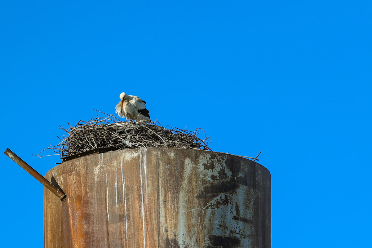 В парке Пушкина во Владимире вновь поселилась кряква. Птица традиционно свила гнездо в дупле вековой липы и, скорее всего, выводит потомство. Главное — ее не спугнуть! В то же время неподалеку от Суздаля фотографам удалось запечатлеть аистов, поселившихся на водонапорной башне, а в самом городе-музее — краснокнижного лебедя-кликуна на Ильинском лугу.