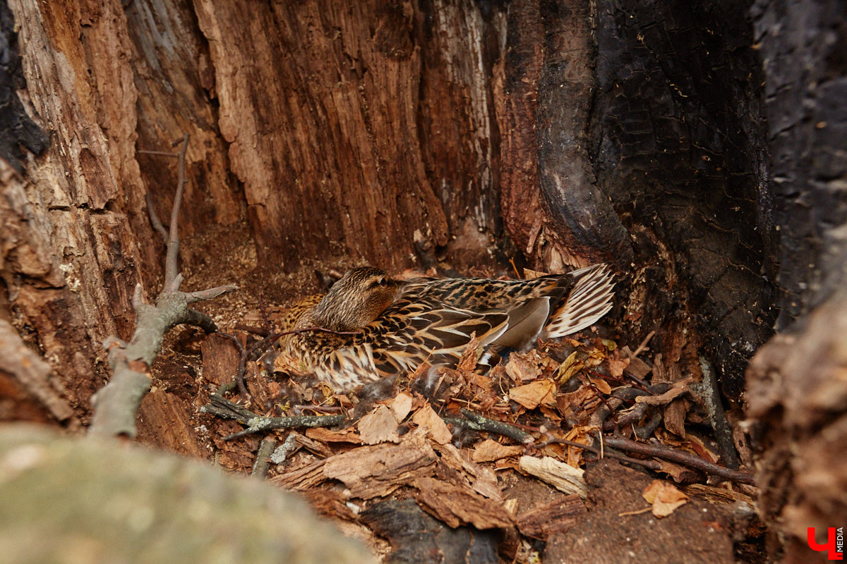 В парке Пушкина во Владимире вновь поселилась кряква. Птица традиционно свила гнездо в дупле вековой липы и, скорее всего, выводит потомство. Главное — ее не спугнуть! В то же время неподалеку от Суздаля фотографам удалось запечатлеть аистов, поселившихся на водонапорной башне, а в самом городе-музее — краснокнижного лебедя-кликуна на Ильинском лугу.