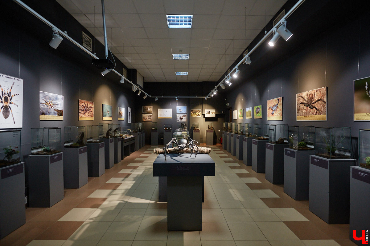 Пушистые любимцы могут быть разными. И пусть у них восемь ног и столько же глаз, а варианты расцветки затмевают радугу. Догадались, о ком речь? Даем подсказку: выставка оригинальных питомцев представлена сейчас во владимирском Музее природы. Говорят, некоторые ее посетители даже кричали от страха! Если не страдаете арахнофобией — этот фоторепортаж для вас.