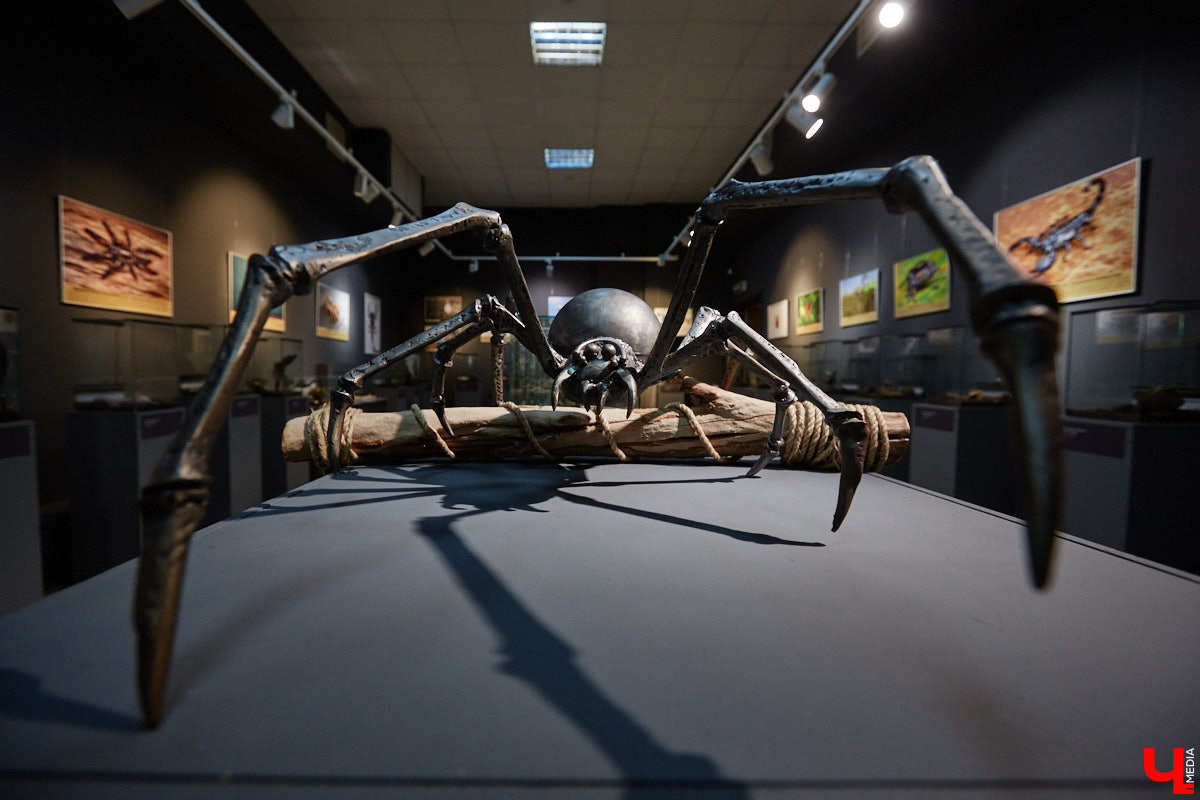 Пушистые любимцы могут быть разными. И пусть у них восемь ног и столько же глаз, а варианты расцветки затмевают радугу. Догадались, о ком речь? Даем подсказку: выставка оригинальных питомцев представлена сейчас во владимирском Музее природы. Говорят, некоторые ее посетители даже кричали от страха! Если не страдаете арахнофобией — этот фоторепортаж для вас.