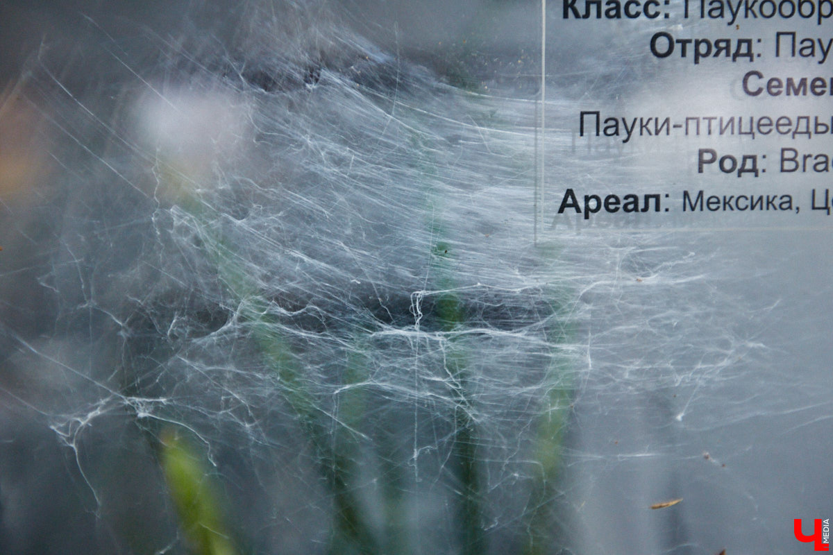 Пушистые любимцы могут быть разными. И пусть у них восемь ног и столько же глаз, а варианты расцветки затмевают радугу. Догадались, о ком речь? Даем подсказку: выставка оригинальных питомцев представлена сейчас во владимирском Музее природы. Говорят, некоторые ее посетители даже кричали от страха! Если не страдаете арахнофобией — этот фоторепортаж для вас.