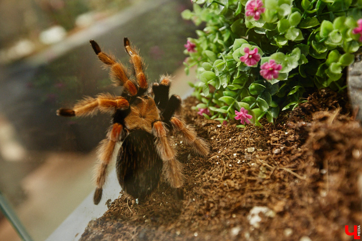 Пушистые любимцы могут быть разными. И пусть у них восемь ног и столько же глаз, а варианты расцветки затмевают радугу. Догадались, о ком речь? Даем подсказку: выставка оригинальных питомцев представлена сейчас во владимирском Музее природы. Говорят, некоторые ее посетители даже кричали от страха! Если не страдаете арахнофобией — этот фоторепортаж для вас.