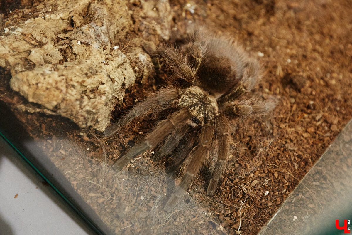 Пушистые любимцы могут быть разными. И пусть у них восемь ног и столько же глаз, а варианты расцветки затмевают радугу. Догадались, о ком речь? Даем подсказку: выставка оригинальных питомцев представлена сейчас во владимирском Музее природы. Говорят, некоторые ее посетители даже кричали от страха! Если не страдаете арахнофобией — этот фоторепортаж для вас.