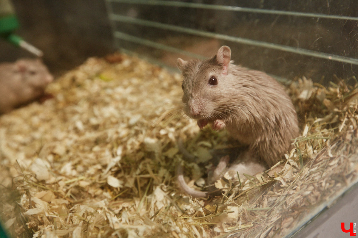 Пушистые любимцы могут быть разными. И пусть у них восемь ног и столько же глаз, а варианты расцветки затмевают радугу. Догадались, о ком речь? Даем подсказку: выставка оригинальных питомцев представлена сейчас во владимирском Музее природы. Говорят, некоторые ее посетители даже кричали от страха! Если не страдаете арахнофобией — этот фоторепортаж для вас.