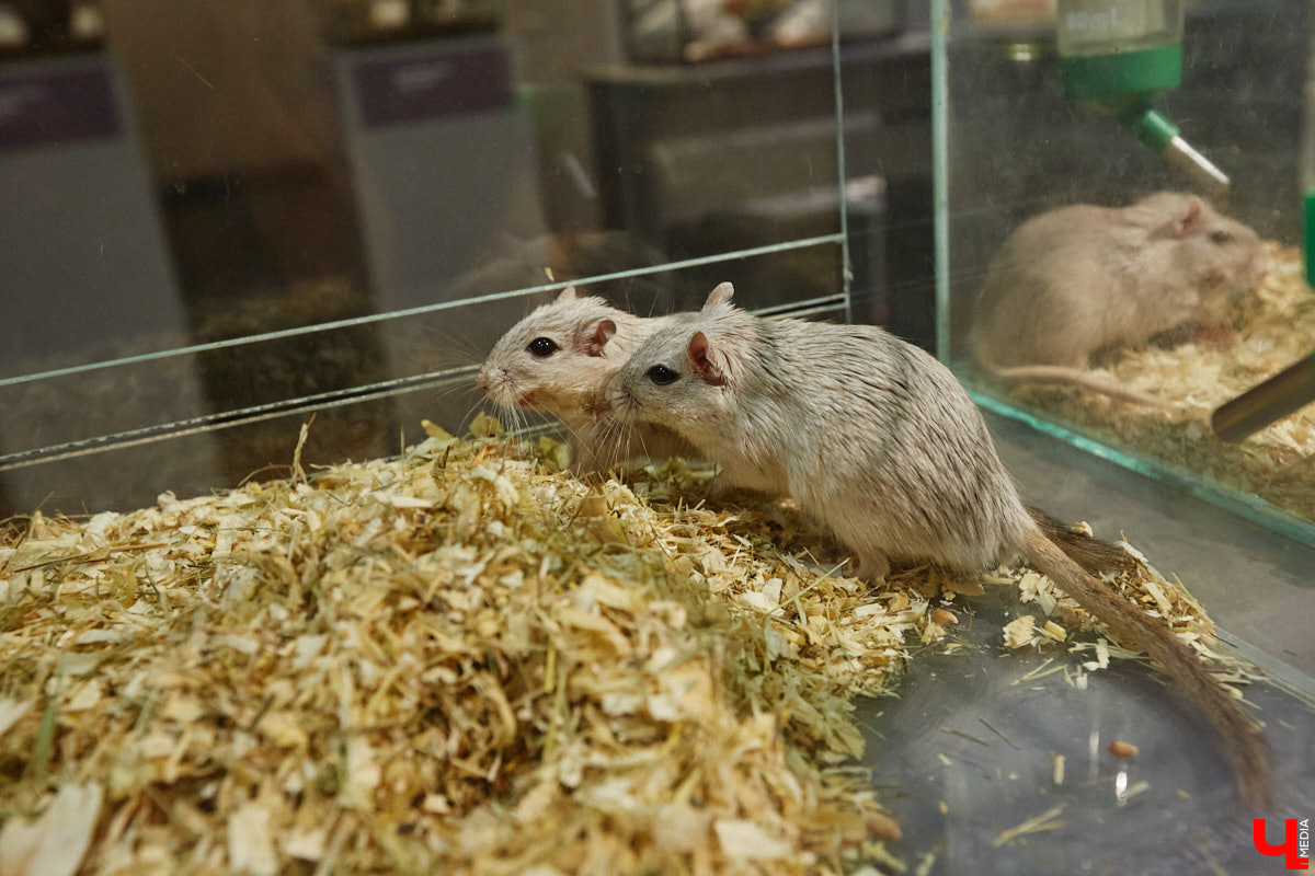 Пушистые любимцы могут быть разными. И пусть у них восемь ног и столько же глаз, а варианты расцветки затмевают радугу. Догадались, о ком речь? Даем подсказку: выставка оригинальных питомцев представлена сейчас во владимирском Музее природы. Говорят, некоторые ее посетители даже кричали от страха! Если не страдаете арахнофобией — этот фоторепортаж для вас.