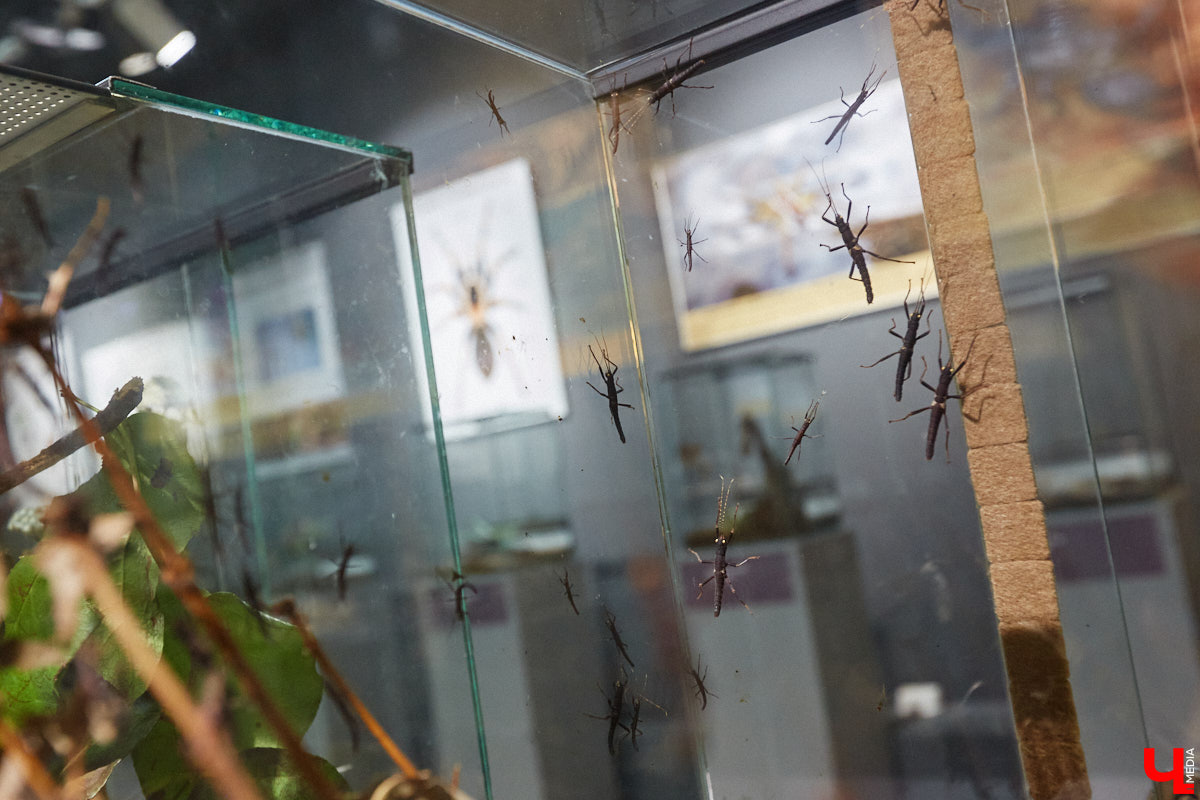 Пушистые любимцы могут быть разными. И пусть у них восемь ног и столько же глаз, а варианты расцветки затмевают радугу. Догадались, о ком речь? Даем подсказку: выставка оригинальных питомцев представлена сейчас во владимирском Музее природы. Говорят, некоторые ее посетители даже кричали от страха! Если не страдаете арахнофобией — этот фоторепортаж для вас.