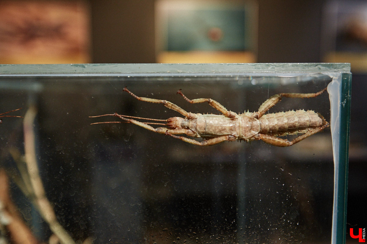 Пушистые любимцы могут быть разными. И пусть у них восемь ног и столько же глаз, а варианты расцветки затмевают радугу. Догадались, о ком речь? Даем подсказку: выставка оригинальных питомцев представлена сейчас во владимирском Музее природы. Говорят, некоторые ее посетители даже кричали от страха! Если не страдаете арахнофобией — этот фоторепортаж для вас.