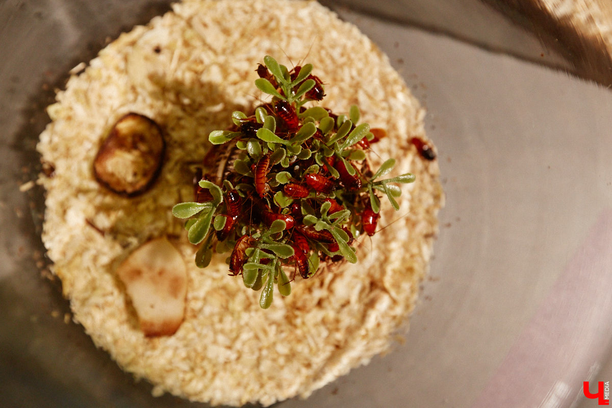 Пушистые любимцы могут быть разными. И пусть у них восемь ног и столько же глаз, а варианты расцветки затмевают радугу. Догадались, о ком речь? Даем подсказку: выставка оригинальных питомцев представлена сейчас во владимирском Музее природы. Говорят, некоторые ее посетители даже кричали от страха! Если не страдаете арахнофобией — этот фоторепортаж для вас.