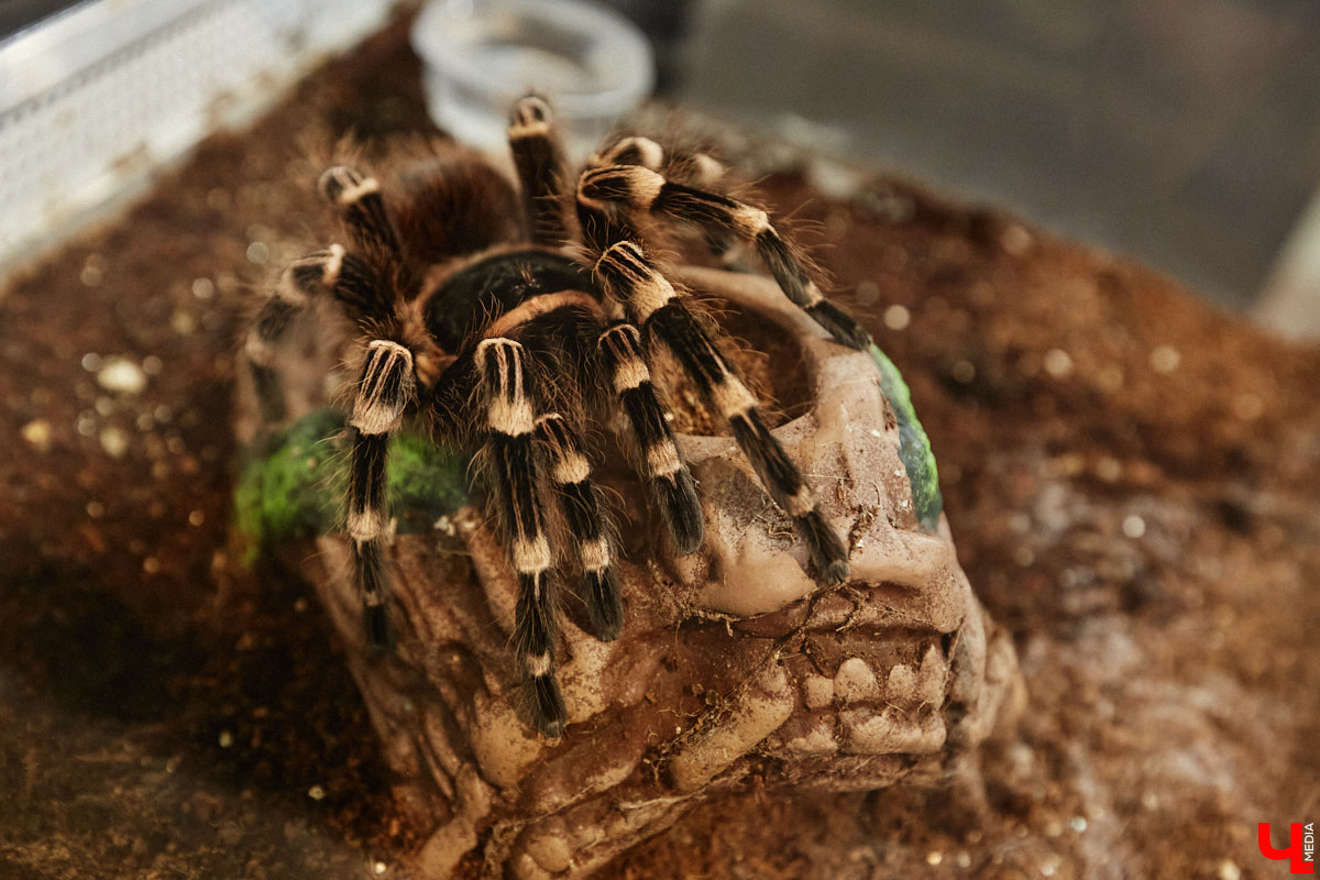 Пушистые любимцы могут быть разными. И пусть у них восемь ног и столько же глаз, а варианты расцветки затмевают радугу. Догадались, о ком речь? Даем подсказку: выставка оригинальных питомцев представлена сейчас во владимирском Музее природы. Говорят, некоторые ее посетители даже кричали от страха! Если не страдаете арахнофобией — этот фоторепортаж для вас.