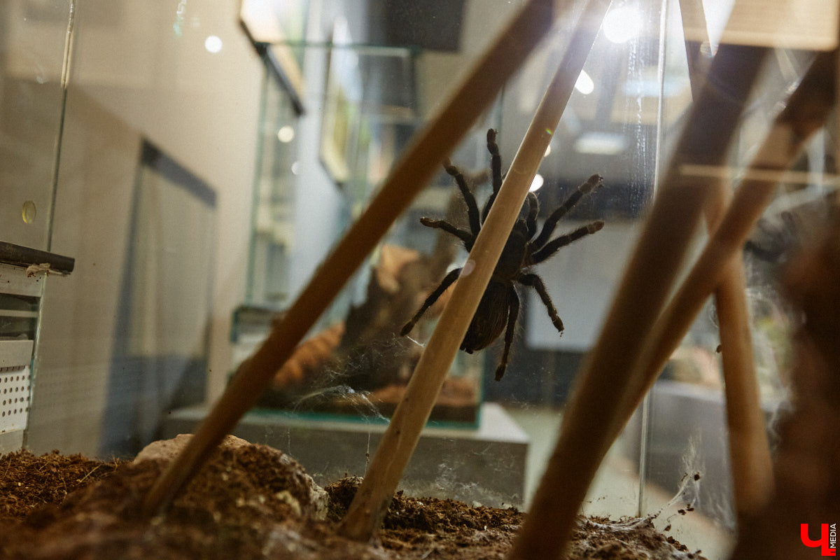 Пушистые любимцы могут быть разными. И пусть у них восемь ног и столько же глаз, а варианты расцветки затмевают радугу. Догадались, о ком речь? Даем подсказку: выставка оригинальных питомцев представлена сейчас во владимирском Музее природы. Говорят, некоторые ее посетители даже кричали от страха! Если не страдаете арахнофобией — этот фоторепортаж для вас.