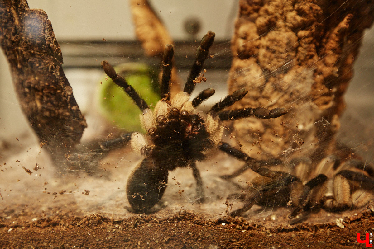 Пушистые любимцы могут быть разными. И пусть у них восемь ног и столько же глаз, а варианты расцветки затмевают радугу. Догадались, о ком речь? Даем подсказку: выставка оригинальных питомцев представлена сейчас во владимирском Музее природы. Говорят, некоторые ее посетители даже кричали от страха! Если не страдаете арахнофобией — этот фоторепортаж для вас.