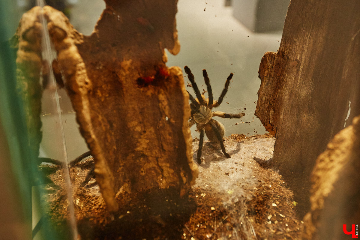 Пушистые любимцы могут быть разными. И пусть у них восемь ног и столько же глаз, а варианты расцветки затмевают радугу. Догадались, о ком речь? Даем подсказку: выставка оригинальных питомцев представлена сейчас во владимирском Музее природы. Говорят, некоторые ее посетители даже кричали от страха! Если не страдаете арахнофобией — этот фоторепортаж для вас.