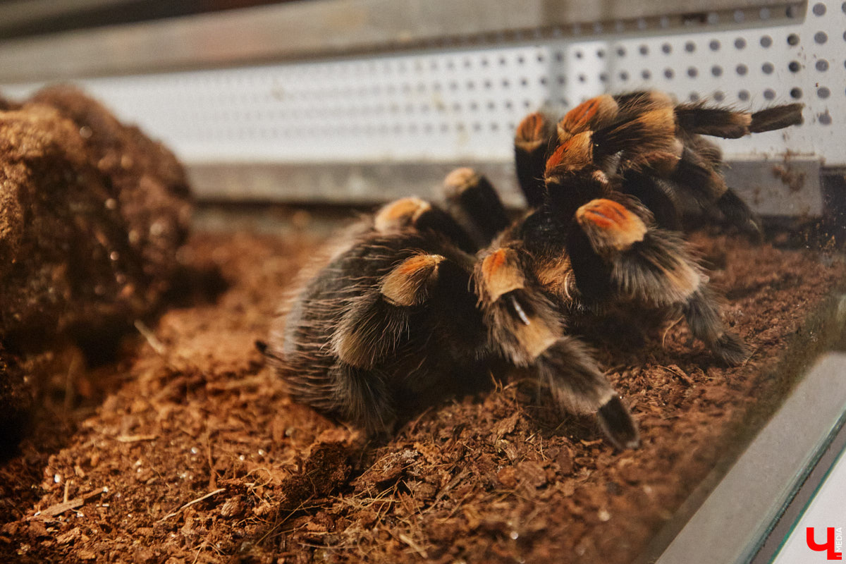 Пушистые любимцы могут быть разными. И пусть у них восемь ног и столько же глаз, а варианты расцветки затмевают радугу. Догадались, о ком речь? Даем подсказку: выставка оригинальных питомцев представлена сейчас во владимирском Музее природы. Говорят, некоторые ее посетители даже кричали от страха! Если не страдаете арахнофобией — этот фоторепортаж для вас.