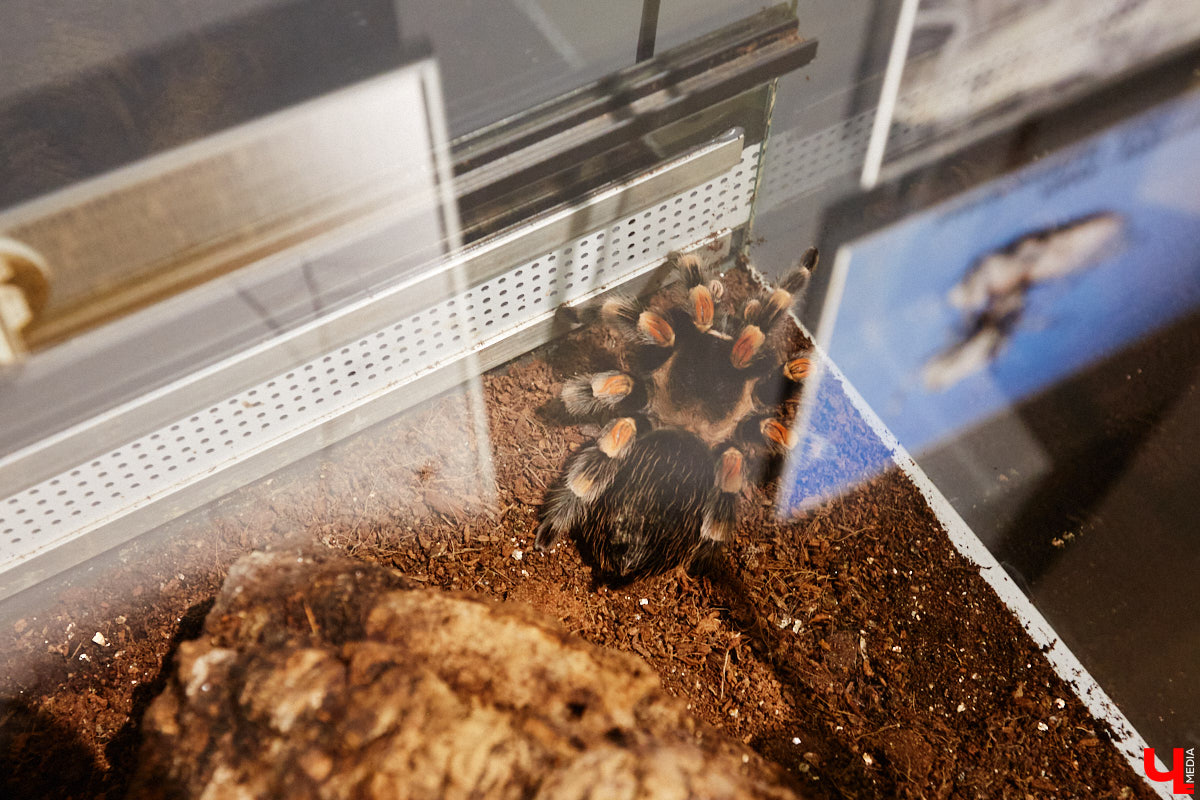 Пушистые любимцы могут быть разными. И пусть у них восемь ног и столько же глаз, а варианты расцветки затмевают радугу. Догадались, о ком речь? Даем подсказку: выставка оригинальных питомцев представлена сейчас во владимирском Музее природы. Говорят, некоторые ее посетители даже кричали от страха! Если не страдаете арахнофобией — этот фоторепортаж для вас.