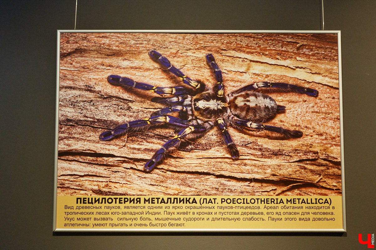 Пушистые любимцы могут быть разными. И пусть у них восемь ног и столько же глаз, а варианты расцветки затмевают радугу. Догадались, о ком речь? Даем подсказку: выставка оригинальных питомцев представлена сейчас во владимирском Музее природы. Говорят, некоторые ее посетители даже кричали от страха! Если не страдаете арахнофобией — этот фоторепортаж для вас.