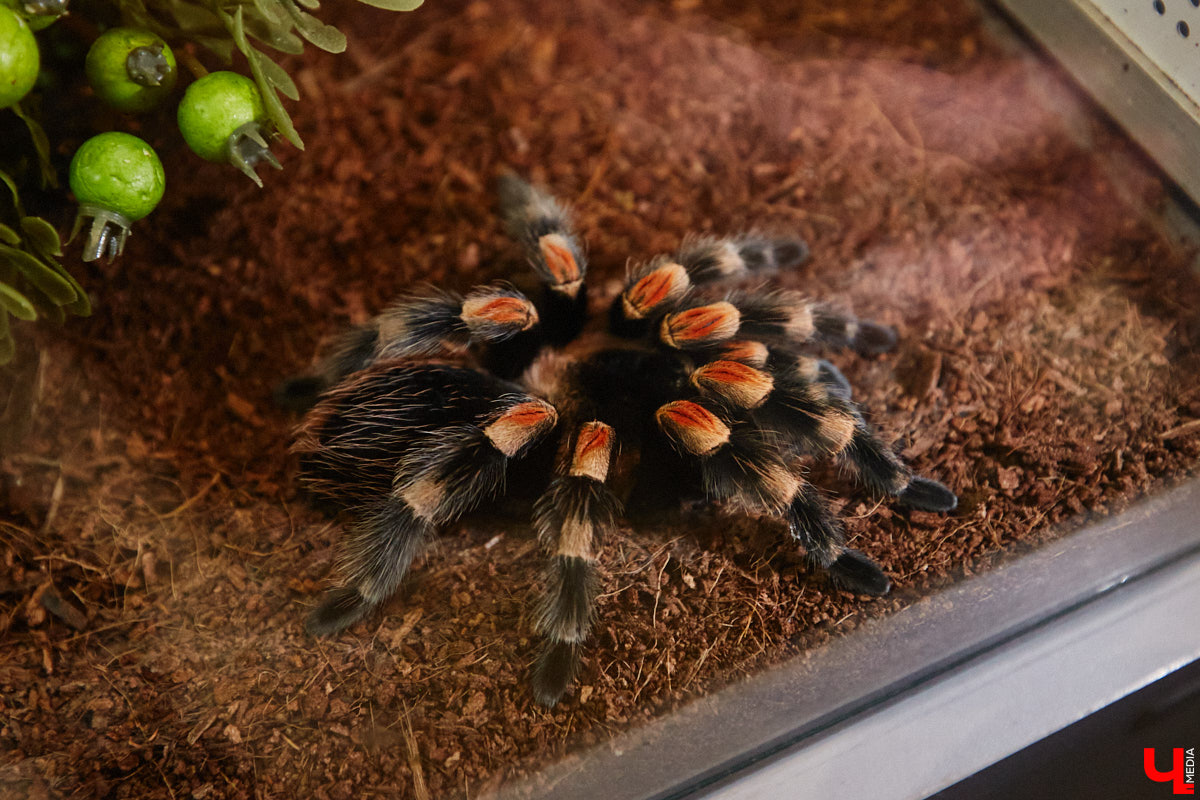 Пушистые любимцы могут быть разными. И пусть у них восемь ног и столько же глаз, а варианты расцветки затмевают радугу. Догадались, о ком речь? Даем подсказку: выставка оригинальных питомцев представлена сейчас во владимирском Музее природы. Говорят, некоторые ее посетители даже кричали от страха! Если не страдаете арахнофобией — этот фоторепортаж для вас.