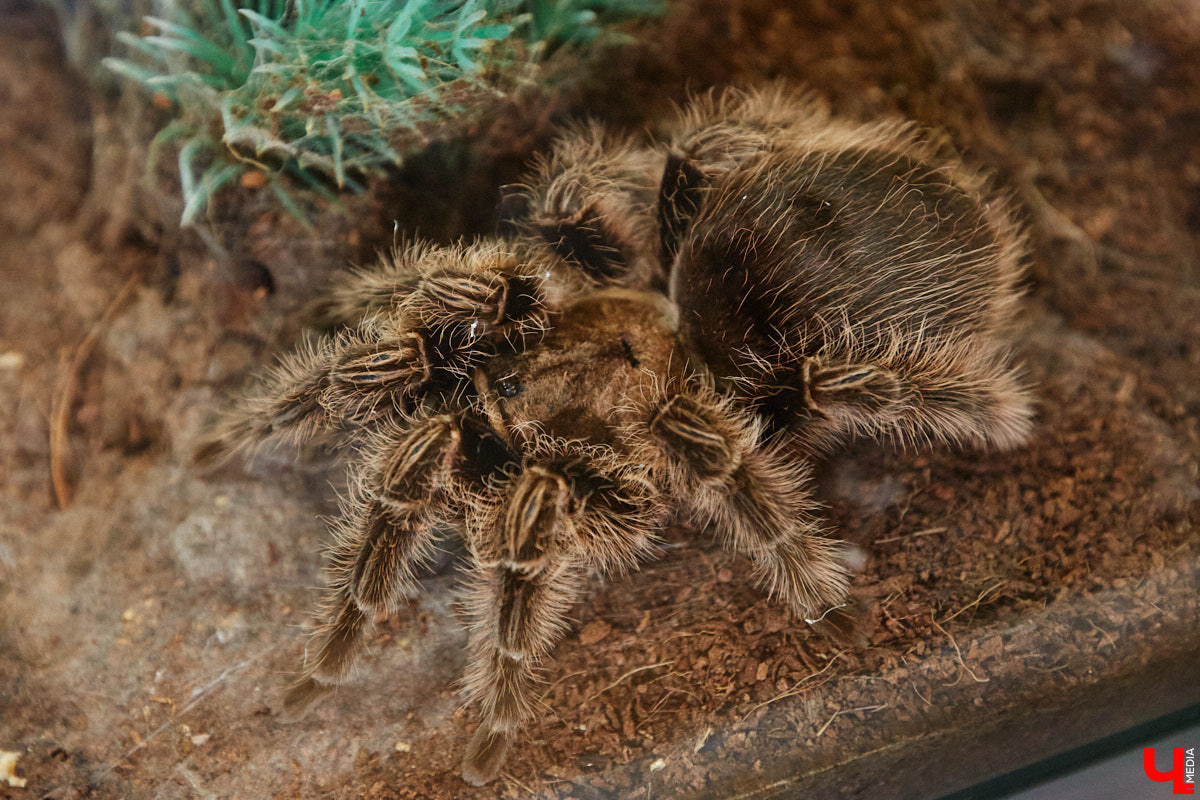 Пушистые любимцы могут быть разными. И пусть у них восемь ног и столько же глаз, а варианты расцветки затмевают радугу. Догадались, о ком речь? Даем подсказку: выставка оригинальных питомцев представлена сейчас во владимирском Музее природы. Говорят, некоторые ее посетители даже кричали от страха! Если не страдаете арахнофобией — этот фоторепортаж для вас.