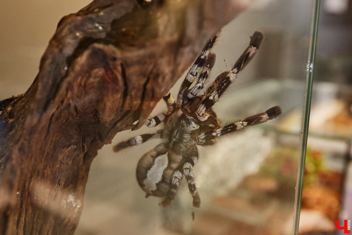 Пушистые любимцы могут быть разными. И пусть у них восемь ног и столько же глаз, а варианты расцветки затмевают радугу. Догадались, о ком речь? Даем подсказку: выставка оригинальных питомцев представлена сейчас во владимирском Музее природы. Говорят, некоторые ее посетители даже кричали от страха! Если не страдаете арахнофобией — этот фоторепортаж для вас.