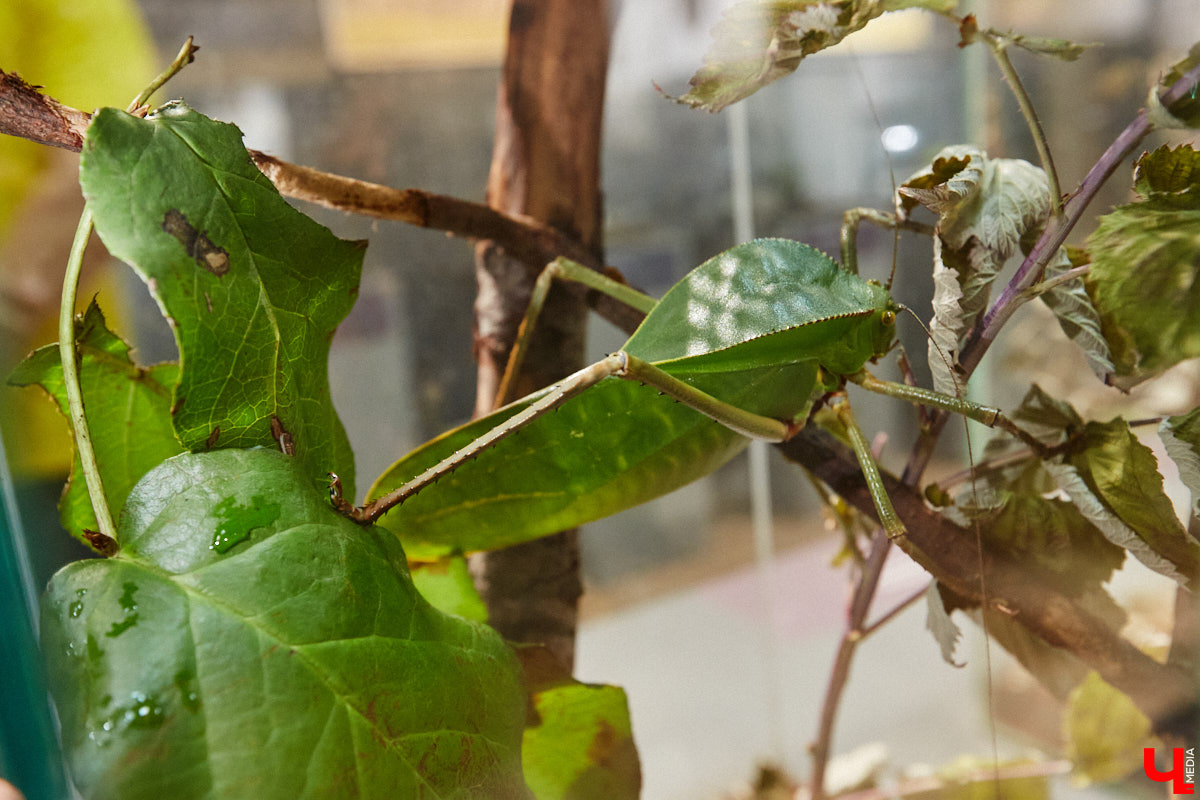 Пушистые любимцы могут быть разными. И пусть у них восемь ног и столько же глаз, а варианты расцветки затмевают радугу. Догадались, о ком речь? Даем подсказку: выставка оригинальных питомцев представлена сейчас во владимирском Музее природы. Говорят, некоторые ее посетители даже кричали от страха! Если не страдаете арахнофобией — этот фоторепортаж для вас.