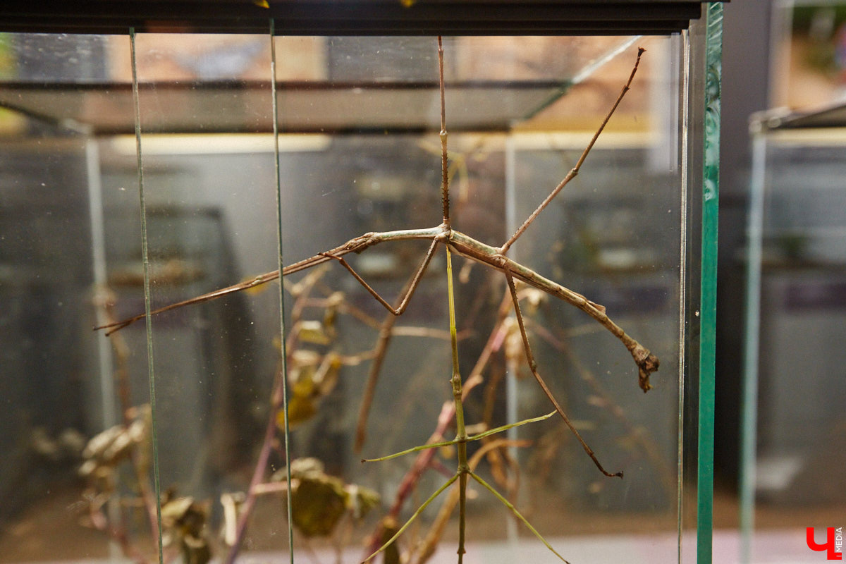 Пушистые любимцы могут быть разными. И пусть у них восемь ног и столько же глаз, а варианты расцветки затмевают радугу. Догадались, о ком речь? Даем подсказку: выставка оригинальных питомцев представлена сейчас во владимирском Музее природы. Говорят, некоторые ее посетители даже кричали от страха! Если не страдаете арахнофобией — этот фоторепортаж для вас.