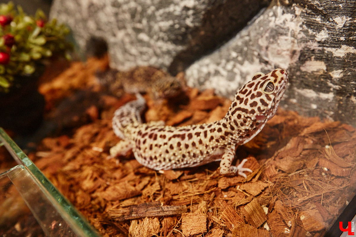 Пушистые любимцы могут быть разными. И пусть у них восемь ног и столько же глаз, а варианты расцветки затмевают радугу. Догадались, о ком речь? Даем подсказку: выставка оригинальных питомцев представлена сейчас во владимирском Музее природы. Говорят, некоторые ее посетители даже кричали от страха! Если не страдаете арахнофобией — этот фоторепортаж для вас.