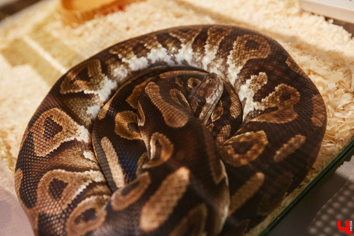 Пушистые любимцы могут быть разными. И пусть у них восемь ног и столько же глаз, а варианты расцветки затмевают радугу. Догадались, о ком речь? Даем подсказку: выставка оригинальных питомцев представлена сейчас во владимирском Музее природы. Говорят, некоторые ее посетители даже кричали от страха! Если не страдаете арахнофобией — этот фоторепортаж для вас.