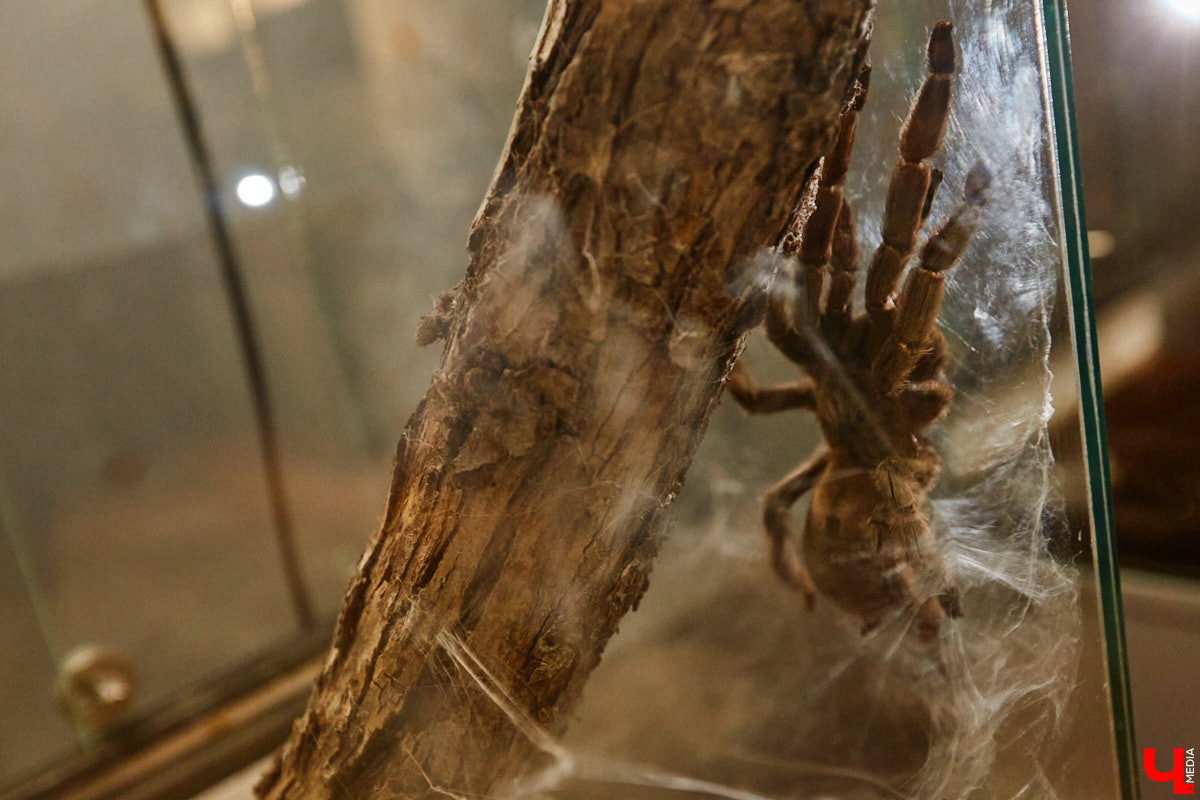 Пушистые любимцы могут быть разными. И пусть у них восемь ног и столько же глаз, а варианты расцветки затмевают радугу. Догадались, о ком речь? Даем подсказку: выставка оригинальных питомцев представлена сейчас во владимирском Музее природы. Говорят, некоторые ее посетители даже кричали от страха! Если не страдаете арахнофобией — этот фоторепортаж для вас.