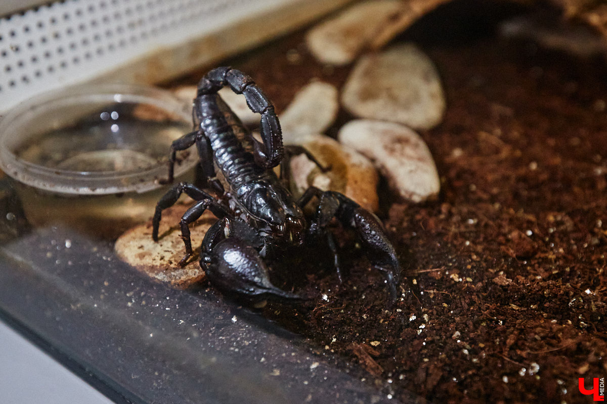 Пушистые любимцы могут быть разными. И пусть у них восемь ног и столько же глаз, а варианты расцветки затмевают радугу. Догадались, о ком речь? Даем подсказку: выставка оригинальных питомцев представлена сейчас во владимирском Музее природы. Говорят, некоторые ее посетители даже кричали от страха! Если не страдаете арахнофобией — этот фоторепортаж для вас.