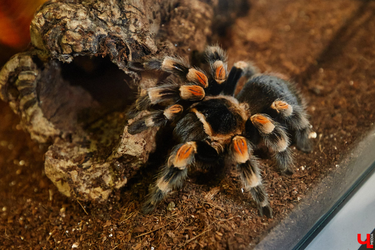 Пушистые любимцы могут быть разными. И пусть у них восемь ног и столько же глаз, а варианты расцветки затмевают радугу. Догадались, о ком речь? Даем подсказку: выставка оригинальных питомцев представлена сейчас во владимирском Музее природы. Говорят, некоторые ее посетители даже кричали от страха! Если не страдаете арахнофобией — этот фоторепортаж для вас.