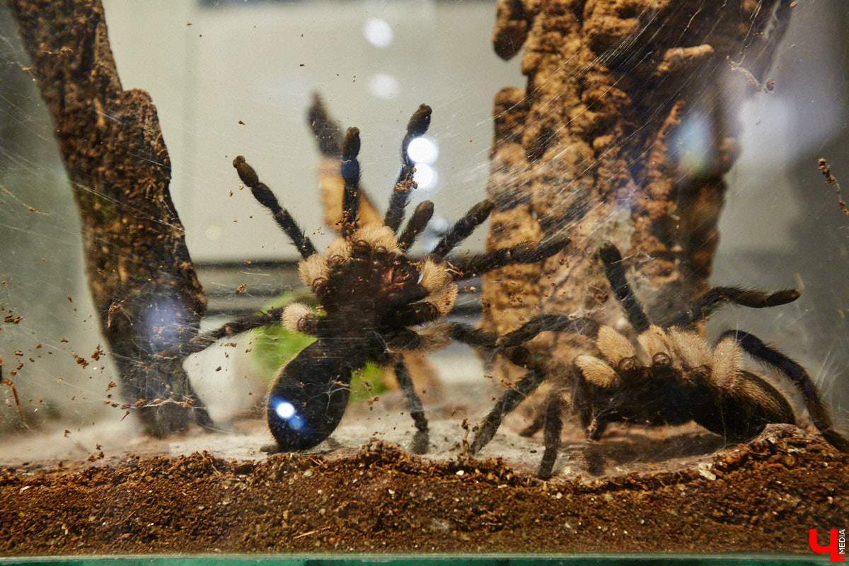 Пушистые любимцы могут быть разными. И пусть у них восемь ног и столько же глаз, а варианты расцветки затмевают радугу. Догадались, о ком речь? Даем подсказку: выставка оригинальных питомцев представлена сейчас во владимирском Музее природы. Говорят, некоторые ее посетители даже кричали от страха! Если не страдаете арахнофобией — этот фоторепортаж для вас.