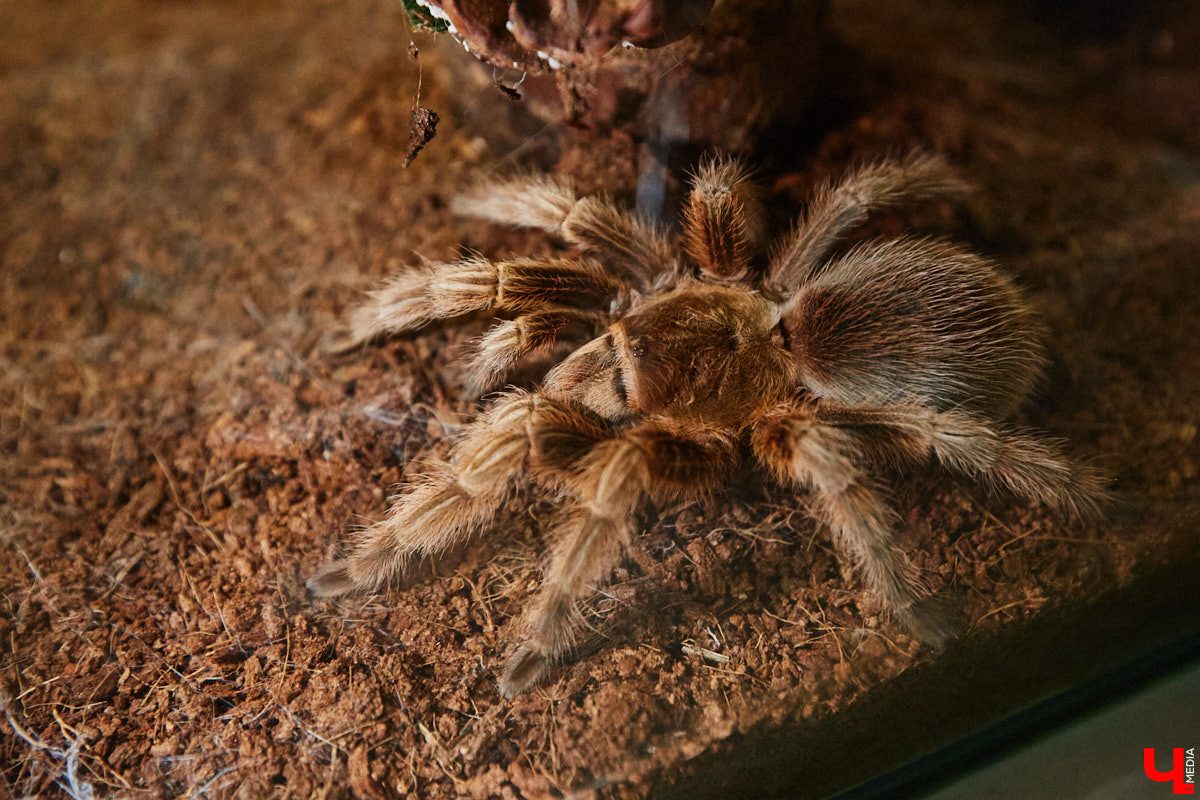 Пушистые любимцы могут быть разными. И пусть у них восемь ног и столько же глаз, а варианты расцветки затмевают радугу. Догадались, о ком речь? Даем подсказку: выставка оригинальных питомцев представлена сейчас во владимирском Музее природы. Говорят, некоторые ее посетители даже кричали от страха! Если не страдаете арахнофобией — этот фоторепортаж для вас.