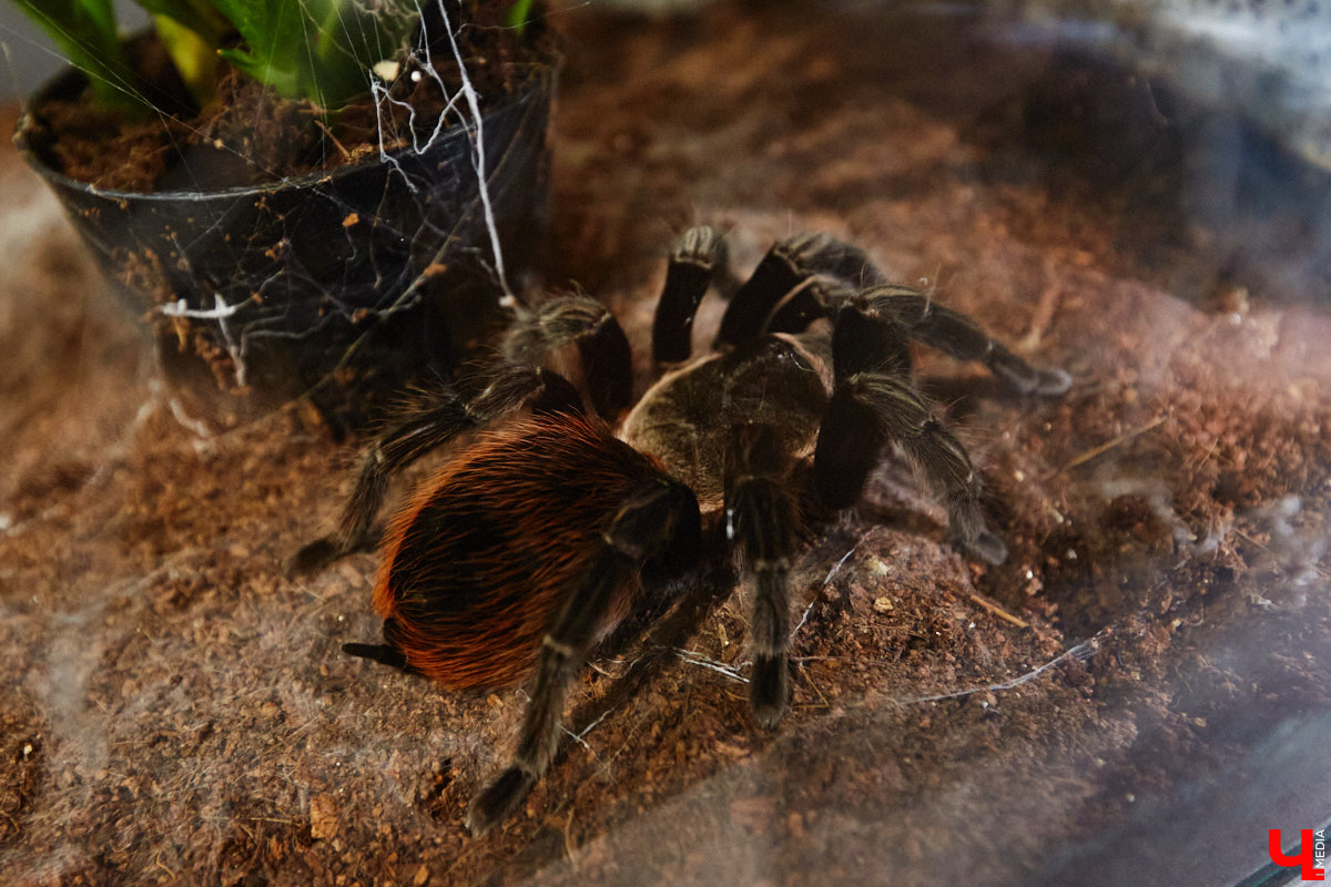 Пушистые любимцы могут быть разными. И пусть у них восемь ног и столько же глаз, а варианты расцветки затмевают радугу. Догадались, о ком речь? Даем подсказку: выставка оригинальных питомцев представлена сейчас во владимирском Музее природы. Говорят, некоторые ее посетители даже кричали от страха! Если не страдаете арахнофобией — этот фоторепортаж для вас.